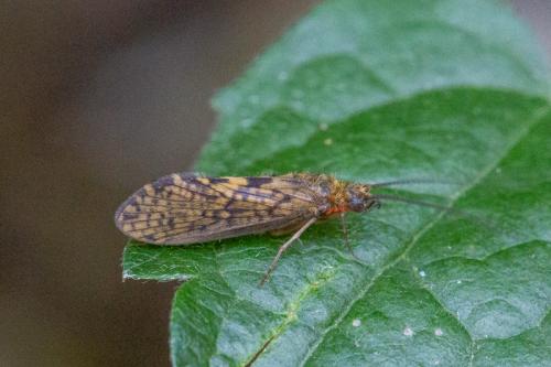 Philopotamus sp.